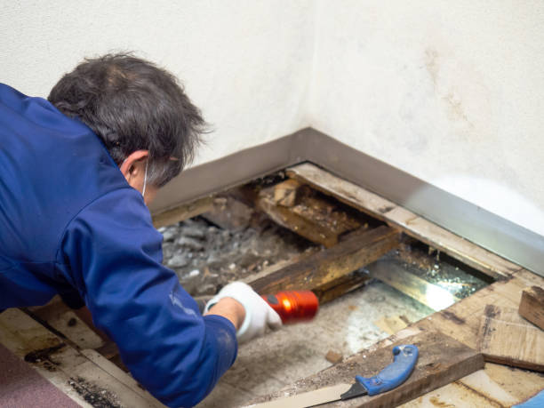 Best Emergency Mold Removal  in Harrington, DE