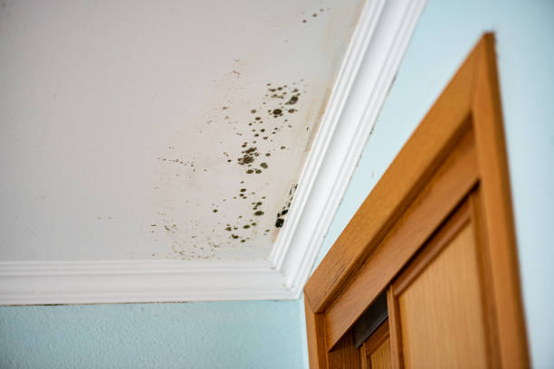 Water Damage Restoration in Harrington, DE
