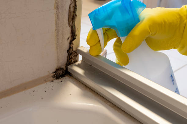 Best Home Mold Removal  in Harrington, DE