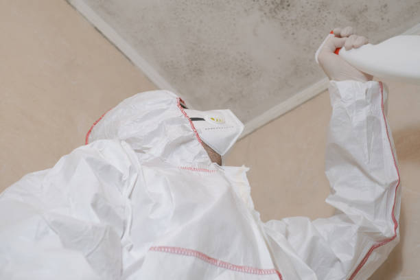 Mold Testing and Removal in Harrington, DE