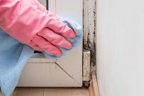 Best Commercial Mold Removal  in Harrington, DE