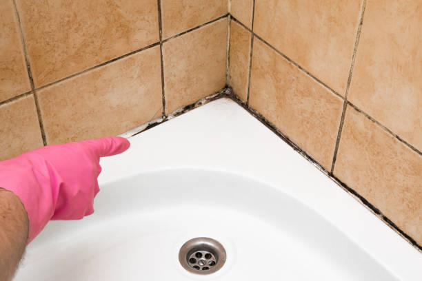 Best Water Damage Restoration  in Harrington, DE