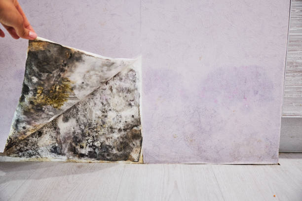 Professional Mold Removal in Harrington, DE